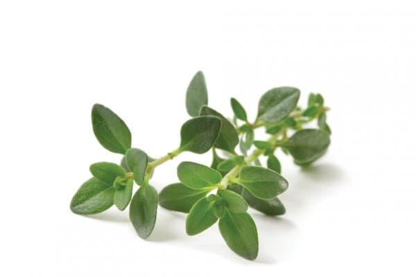 Ameritto Gourmet Thyme 500g/pack (sold per pack)