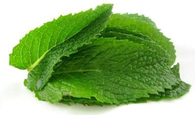 Mint Leaves (sold per kg)