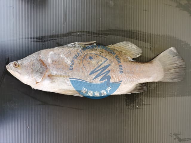 Whole Siakap Fish (Cleaned) 600-700g per Piece (Sold per Piece)