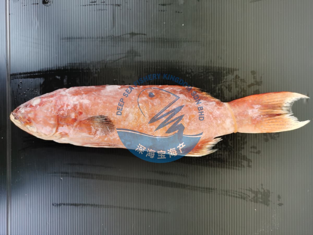 Whole Coral Trout (Cleaned) 600g-800g per Piece (Sold per Fish)