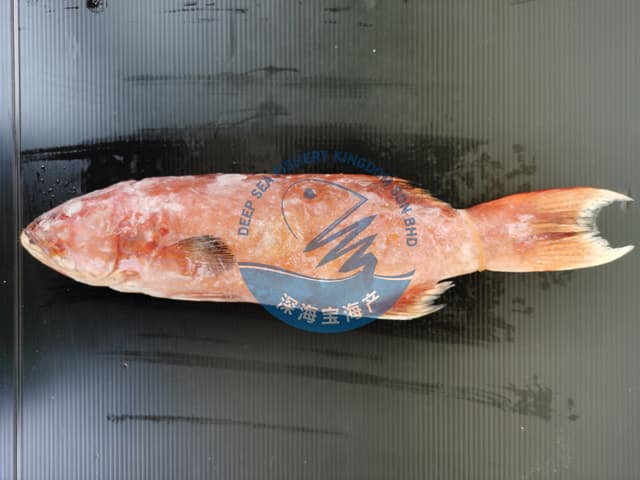Whole Coral Trout (Cleaned) 600g-800g per Piece (Sold per Fish)
