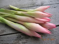 Bunga Kantan 3pieces/bundle (sold per bundle)