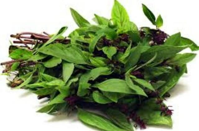 Basil Thai Leaves, Daun Selasih (sold per kg)