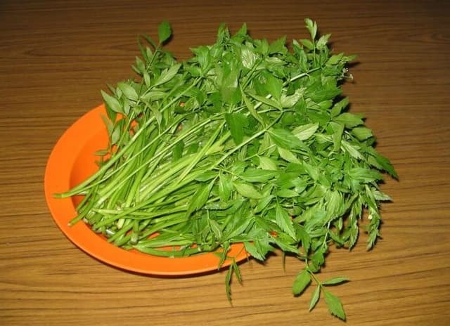 Selom Leaves, Daun Selom (sold per kg)