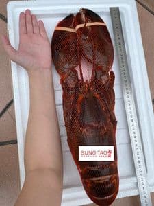 Canadian Lobster (WHOLE RAW) 1.8-2.3kg/pcs (sold per pieces)