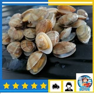 Asari Short Neck Clam 500g per Pack (Sold per Pack)