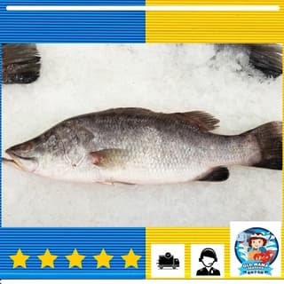 Local Barramundi Whole Fish 600-700gm (sold per kg)