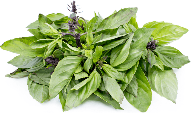 Basil Thai / Daun Selasih / Krapow leaf (sold per kg)