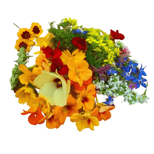 Edible Flower (Paradish Mix Flowers) 25gm/pack (sold per pack) - PREORDER