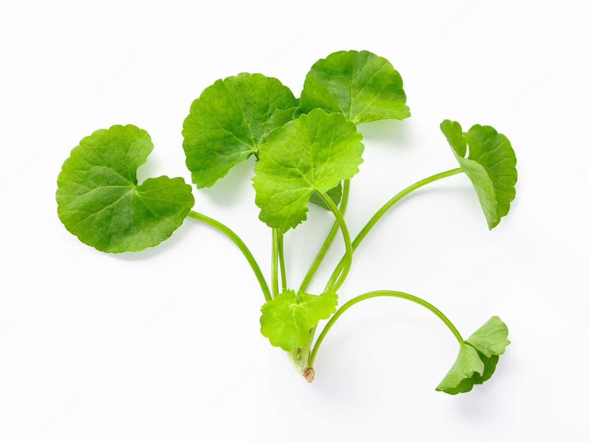 Leaf / Daun Pegaga (sold per kg)