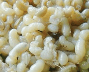 Mountain - Red Ant Eggs (Kai Mot Daeng) 100gm±/can (12 can per set)