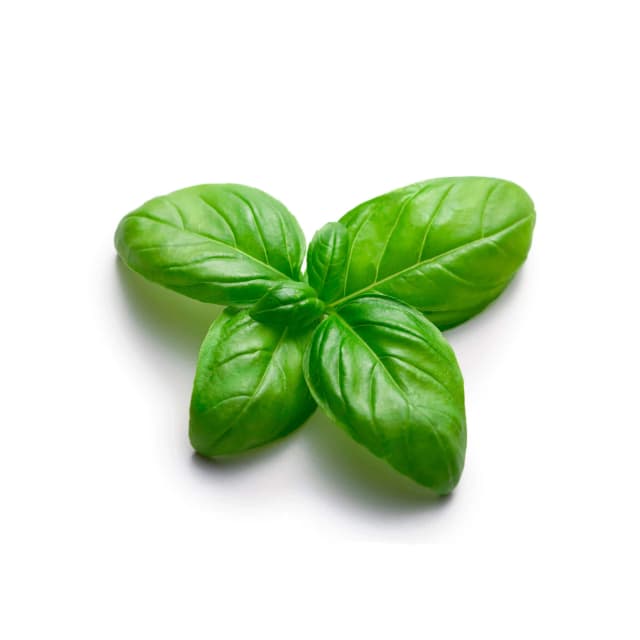 Basil Genovese 15cm x 10cm (sold per box)