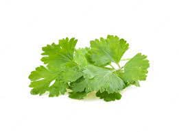Coriander 15cm x 10cm (sold per box)
