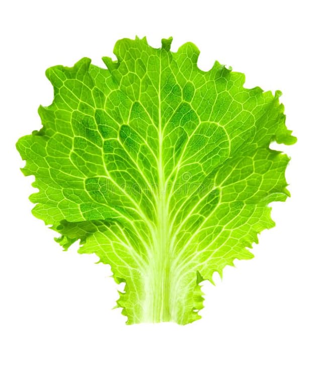 Single Lettuce (sold per kg)