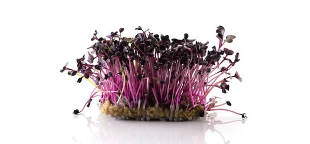 Rambo Radish 15cm x 10cm (sold per box)