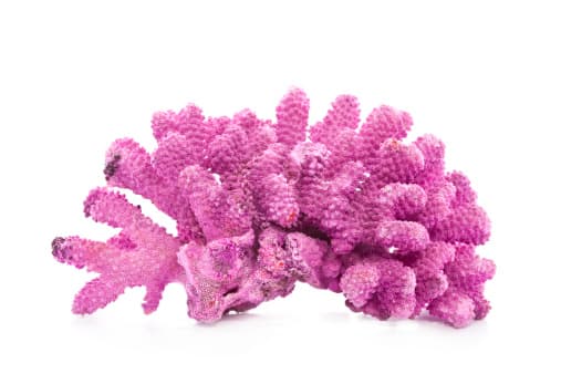 Pink Coral 15cm x 10cm (sold per box)