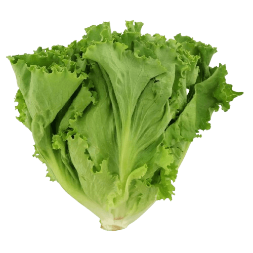 Batavia Lettuce 5kg/ctn (sold per carton) - PREORDER