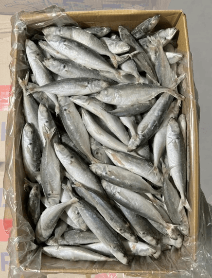 Whole Ikan Sardine 6/8 - Glazing 15% (10kg/carton) (sold per carton)