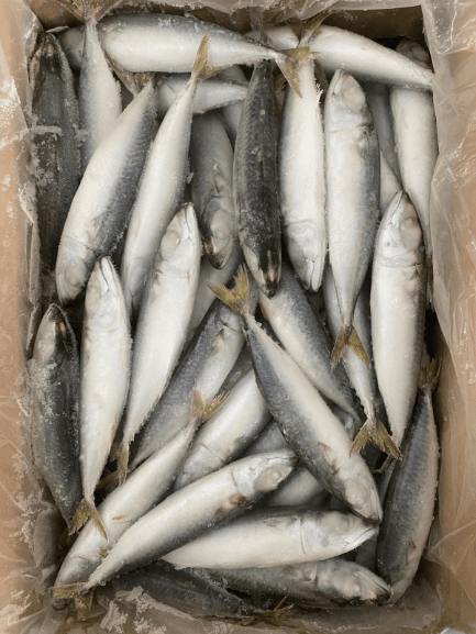 Whole Saba Mackerel Fish 400/600 (20kg/carton) (sold per carton)
