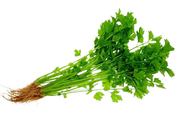 Chinese Parsley (sold per kg)