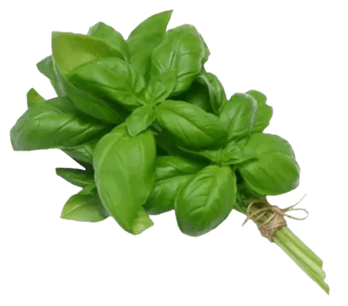 Basil Herb Fresh (sold per kg)