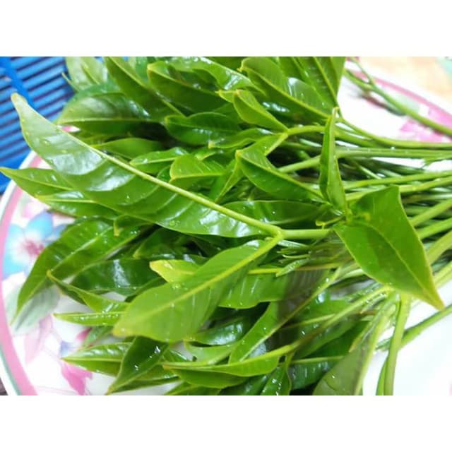 Daun Tenggek Burung (sold per kg)