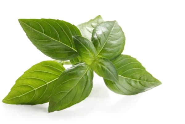 Ameritto Gourmet Basil (Dried) 500g/pack (sold per pack)