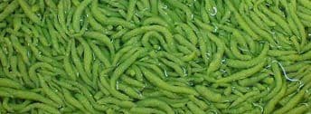 Cendol 500g/pack (sold per pack)